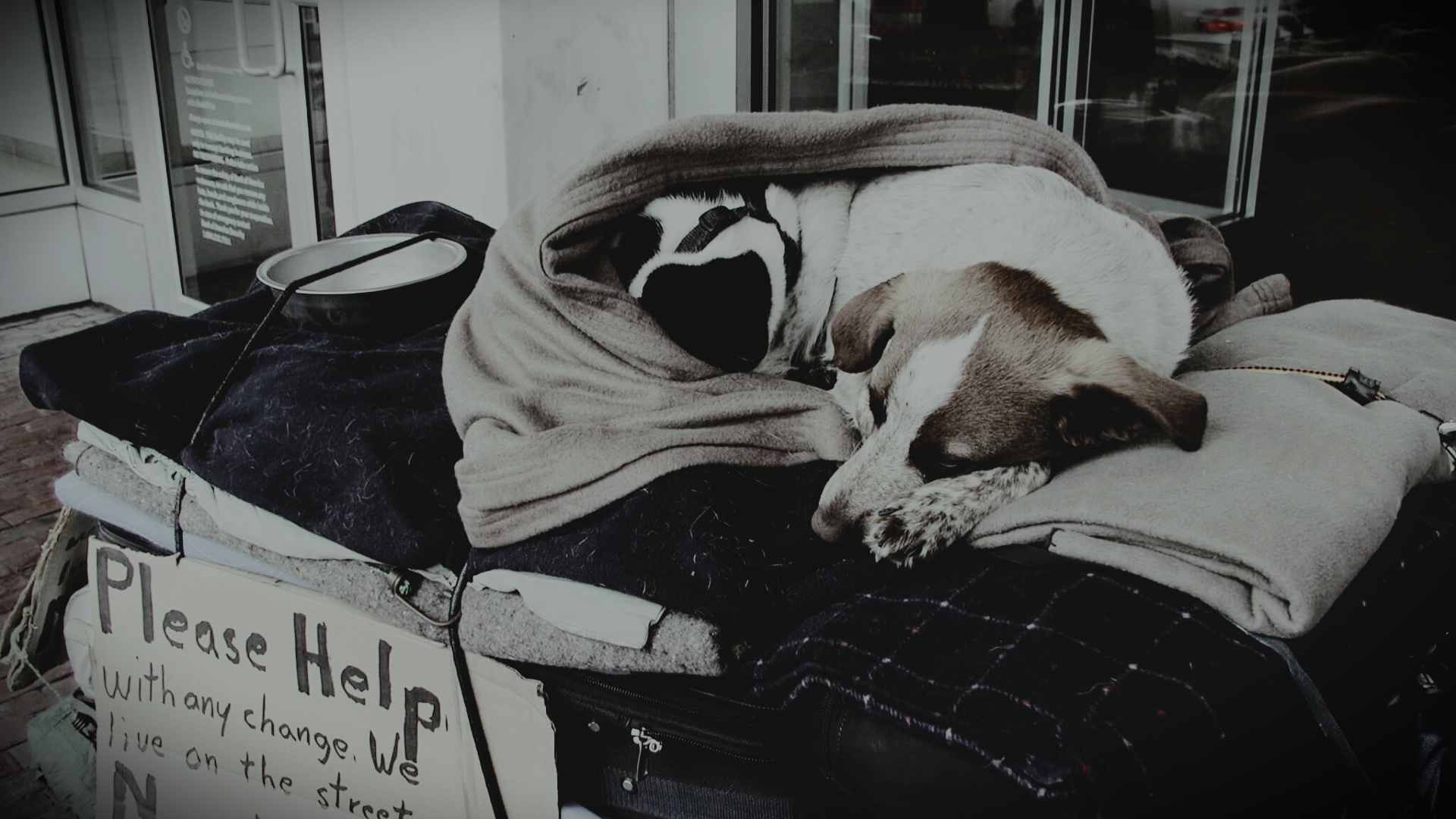 Person's cart with dog and cat on top